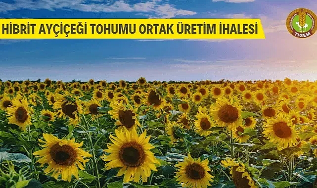 Hibrit Ayçiçeği Tohumu Ortak Üretim İhalesi