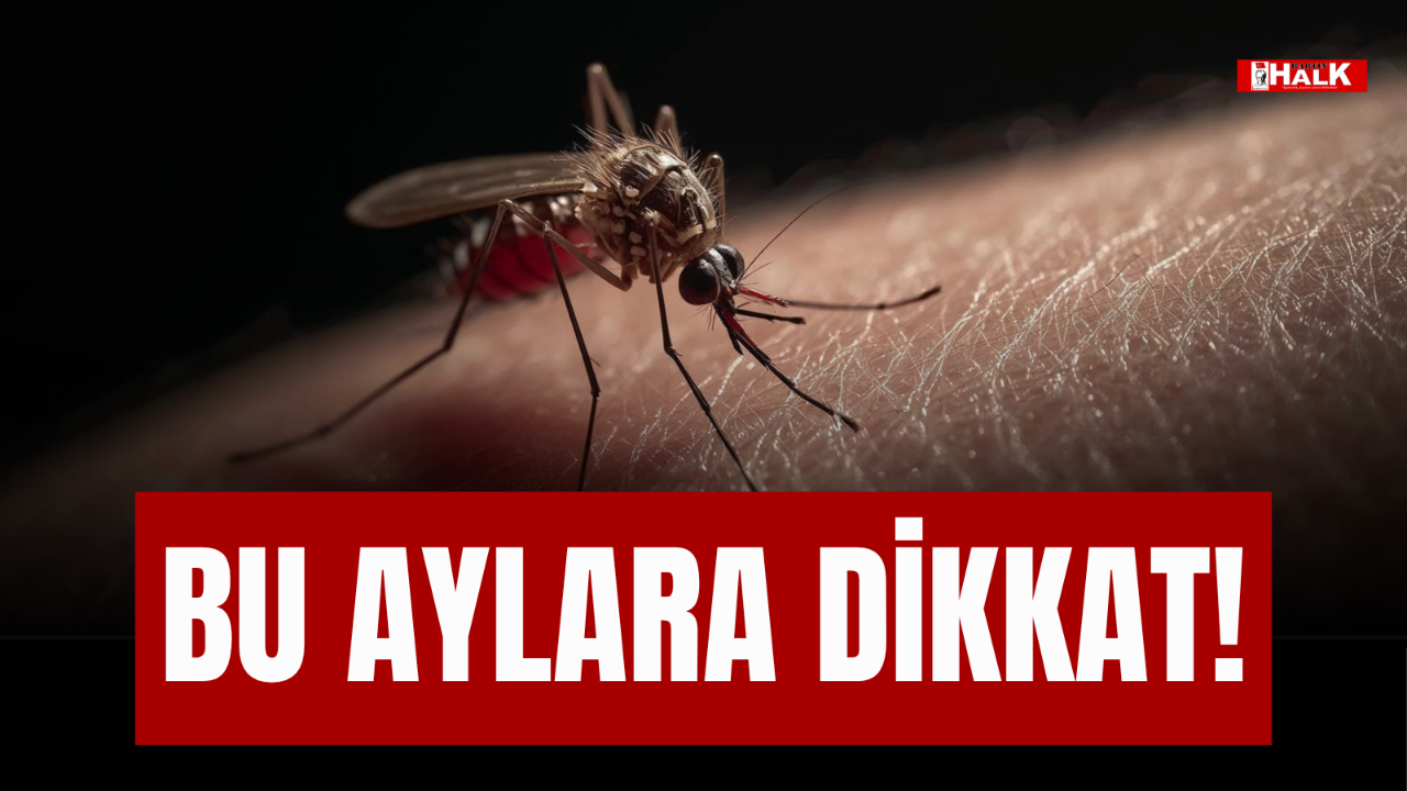 BU AYLARA DİKKAT!