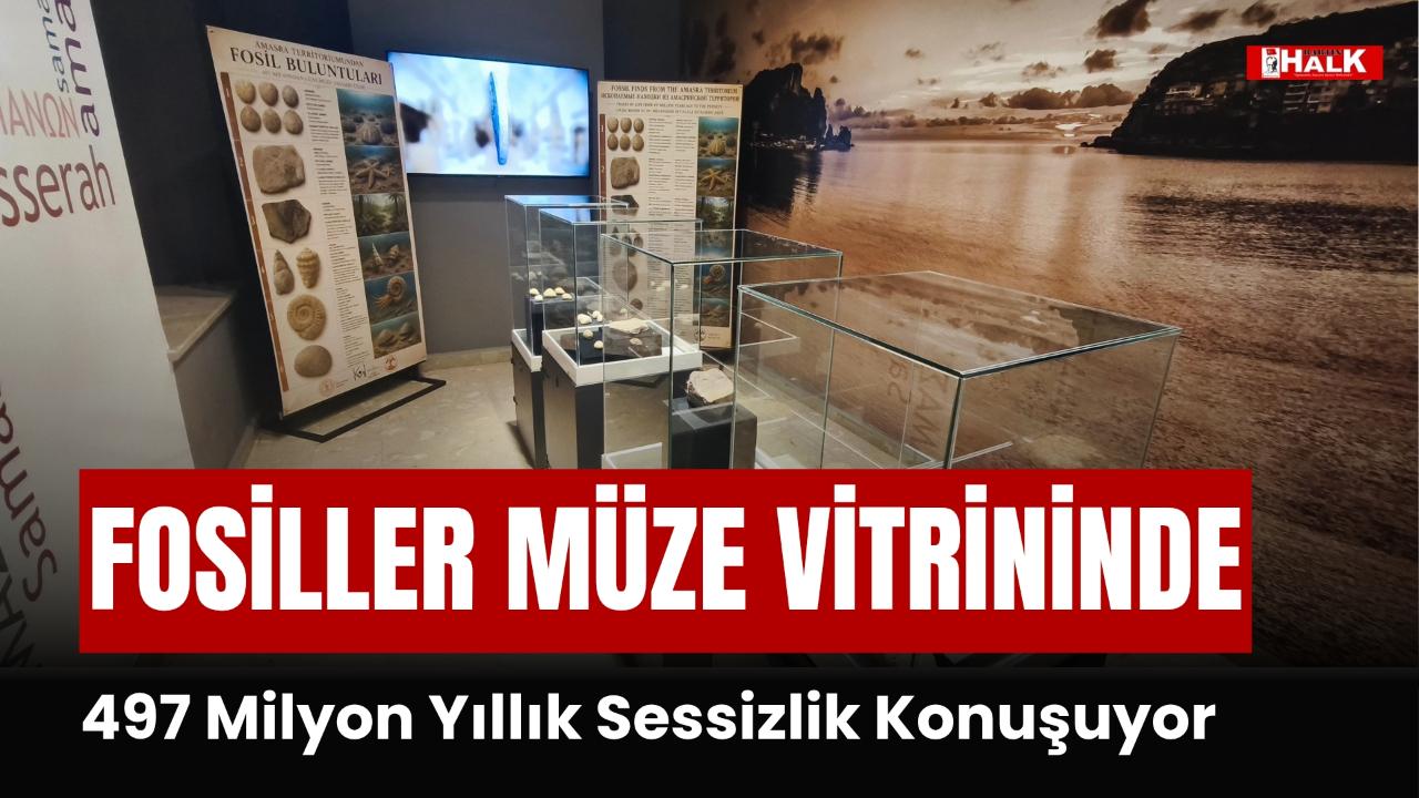 Fosiller Müze Vitrininde