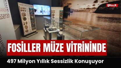 Fosiller Müze Vitrininde