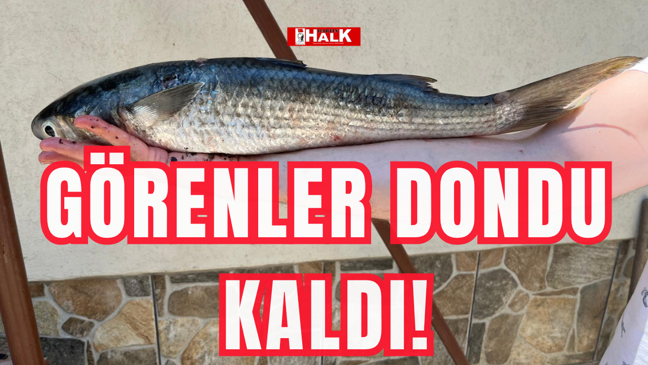 Görenler dondu kaldı!