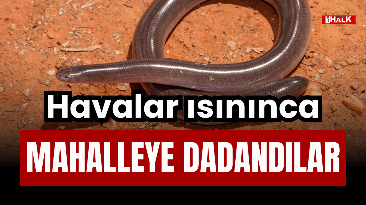 HAVALAR ISININCA MAHALLEYE DADANDILAR