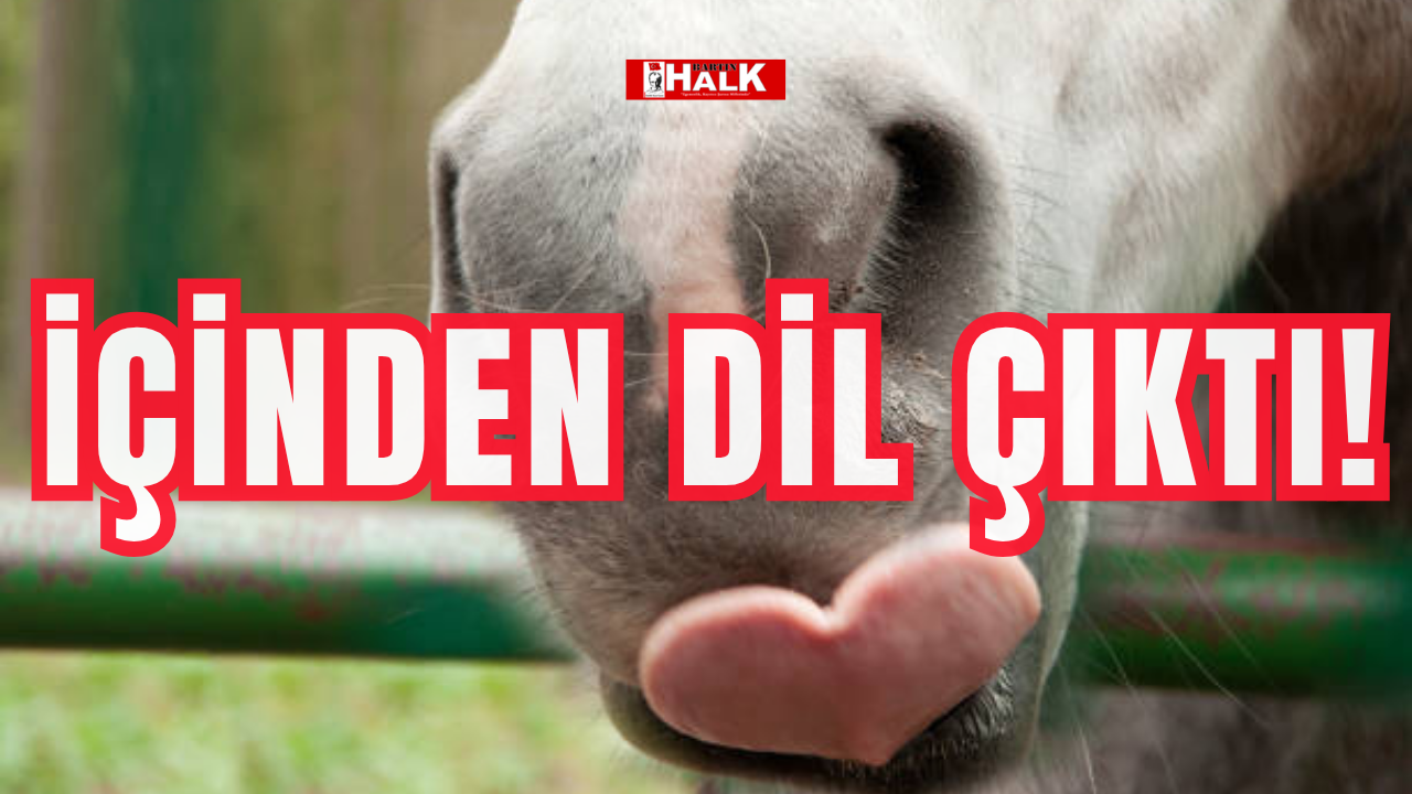 İçinden dil çıktı!