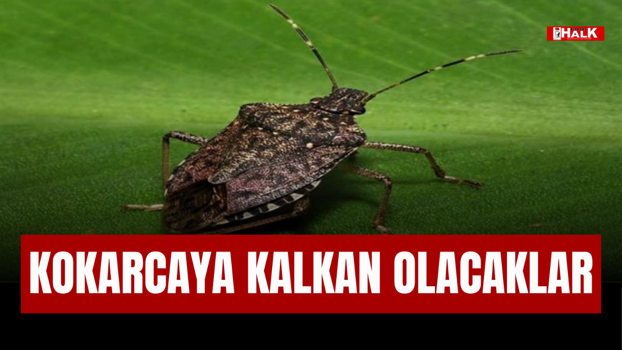 Kokarcaya Karşı Kalkan Olacak