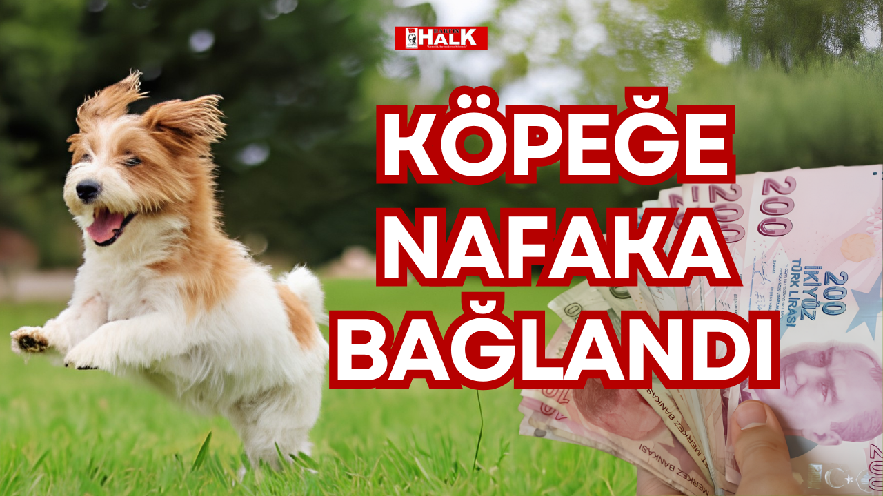 KÖPEĞE NAFAKA BAĞLANDI