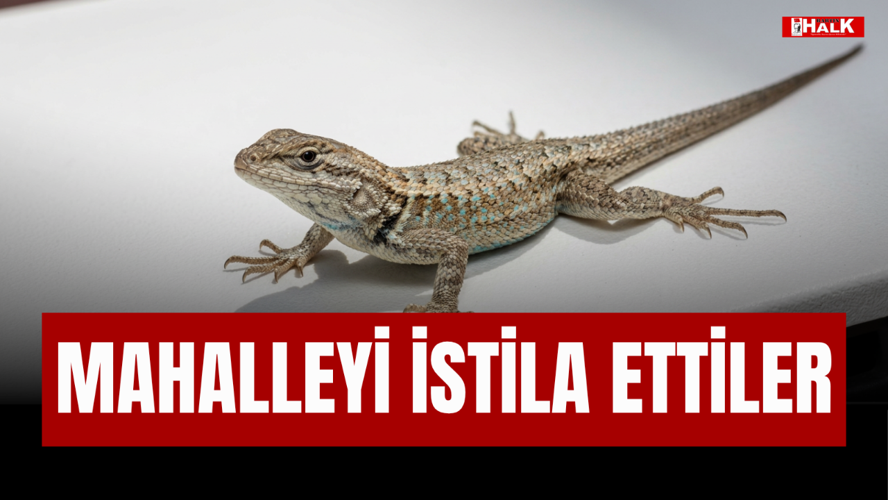 MAHALLEYİ İSTİLA ETTİLER