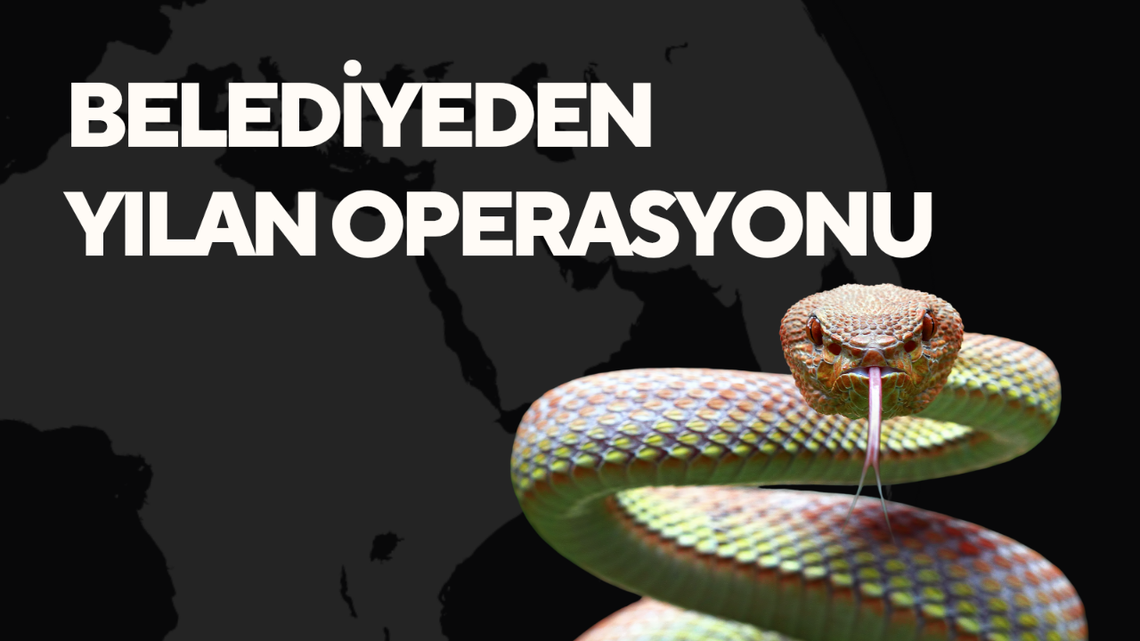 BELEDİYEDEN YILAN OPERASYONU