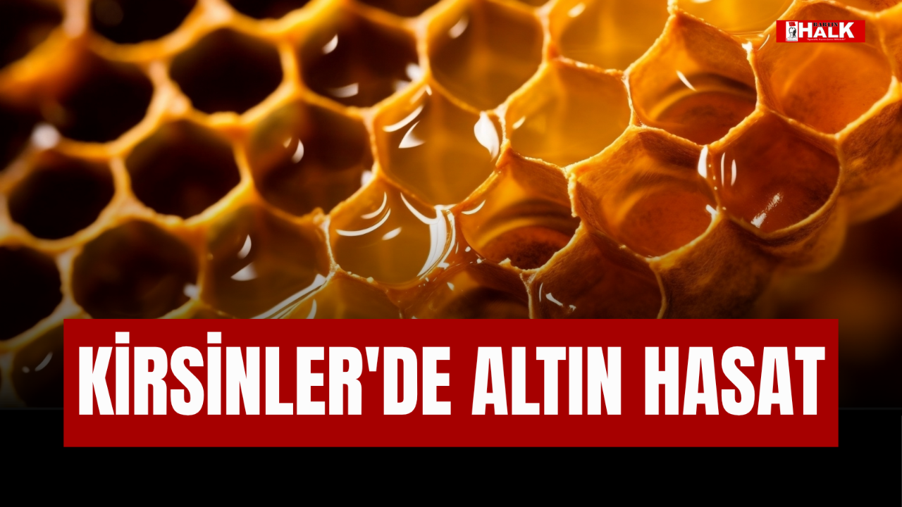 Kirsinler’de Altın Hasat