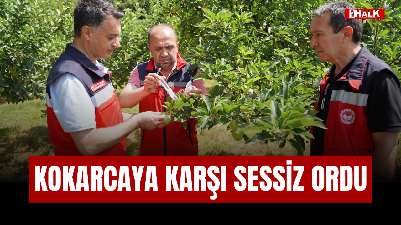 Kokarcaya Karşı Sessiz Ordu