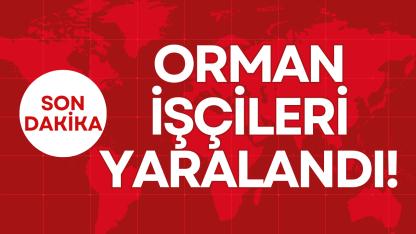 ORMAN İŞÇİLERİ YARALANDI!