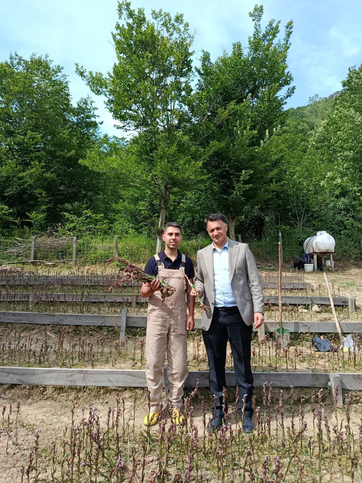 Bartın’da ilk hasat!